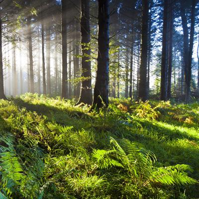 卡塔尔汽车拉力赛